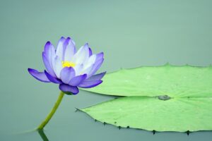 lotus ffflower, lotus, pond-4362254.jpg